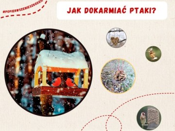 Jak dokarmiać ptaki - relacja z warsztatów, 